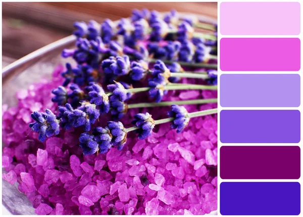 Zeezout met verse lavendel en palet van kleuren — Stockfoto