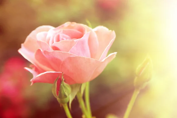 Rosa bonita rosa no fundo brilhante — Fotografia de Stock