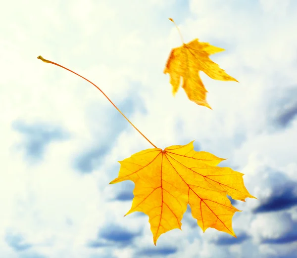 Hermosas hojas de otoño volando en un viento — Foto de Stock