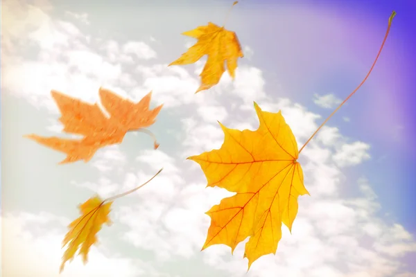 Beautiful autumn leaves flying on a wind — Stock Photo, Image