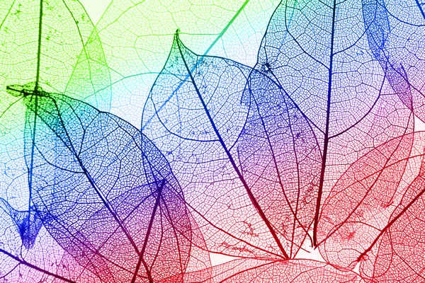 Multicolor decorative skeleton leaves — Stock Photo, Image