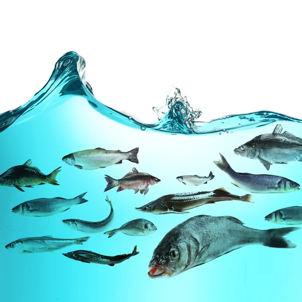 Fish school under water — Stock Image Fish school under water Royalty Free Stock Images