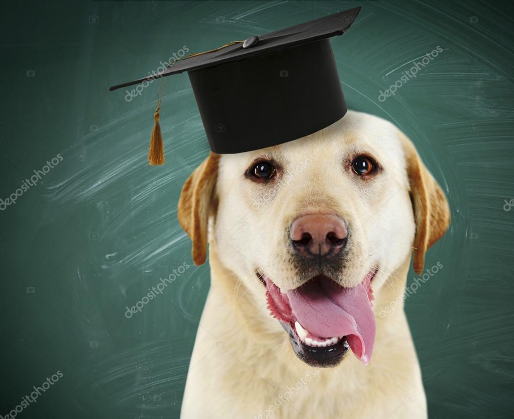 dog graduation hat
