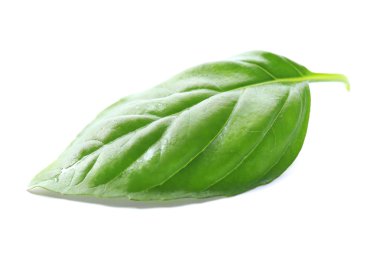 Beyaz izole yeşil taze fesleğen yaprağı