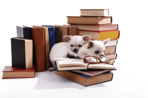 Adorables chihuahua chiens sur tas de livres isolés sur blanc — Photo