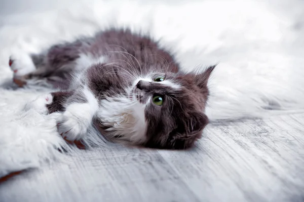 Niedliche graue Kätzchen auf Teppich auf dem Boden zu Hause — Stockfoto