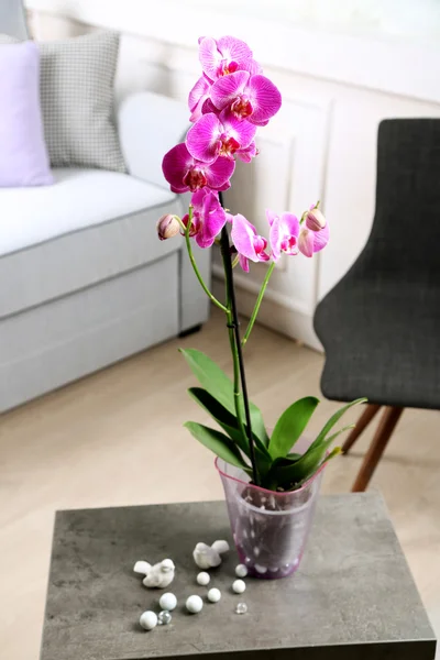 Orquídea lilás bonita no pote na mesa no quarto — Fotografia de Stock