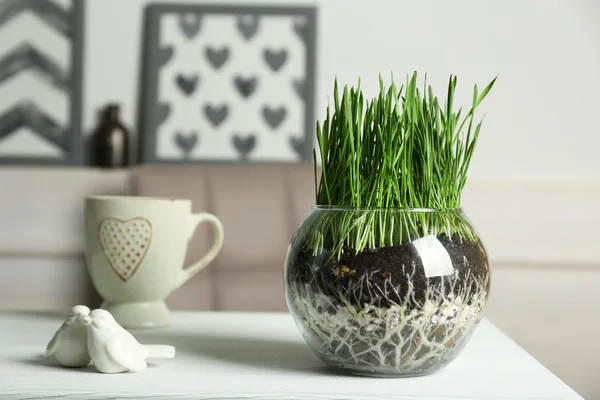 Transparent pot with grass on table — Stock Photo, Image