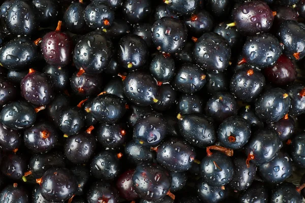 Högen av vilda svarta vinbär på nära håll — Stockfoto