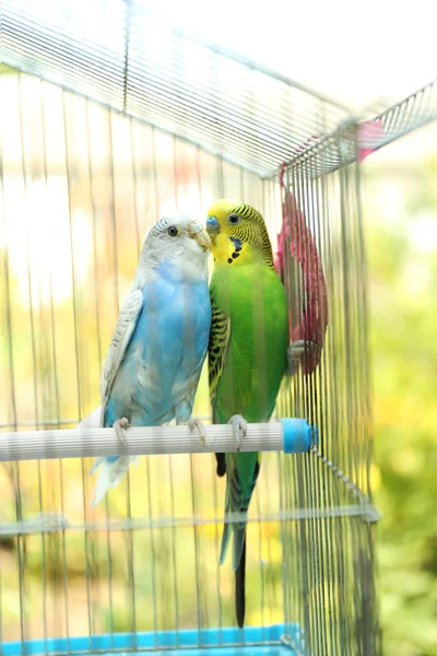 Cute colorful budgies in cage, outdoors — Stock Photo, Image