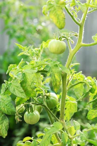 Green tomatoes growing on branches — Stock Photo, Image