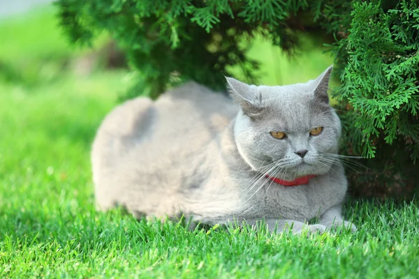 Gatto britannico sull'erba — Foto Stock