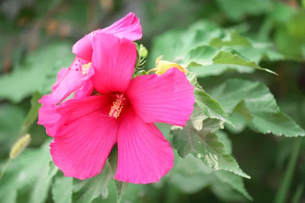 Flor rosa en el jardín —  Fotos de Stock