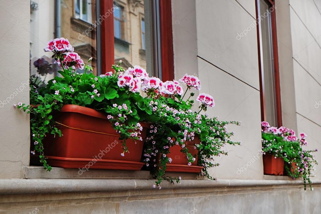 Blooming flowers on windowsill — Stock Photo © belchonock 83241264