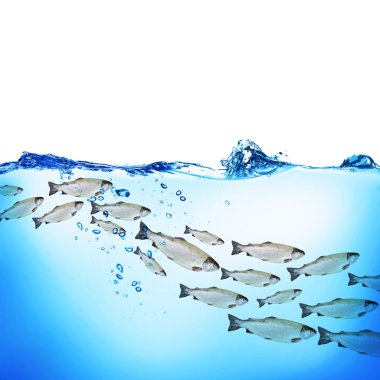 Su altında balık okul