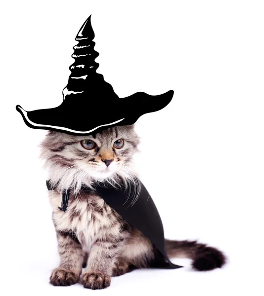 Chat avec chapeau de sorcière pour Halloween, isolé sur blanc — Photo