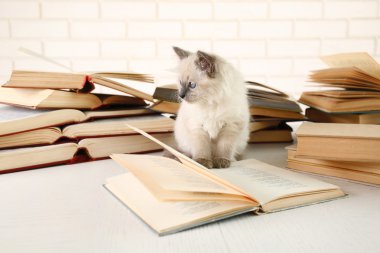 Kitaplar ile şirin küçük kedi