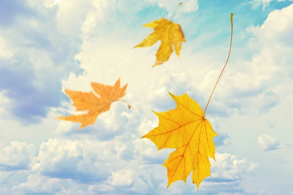 Folhas de outono voando em um vento — Fotografia de Stock
