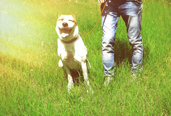Большая алабайская собака и хозяин — стоковое фото