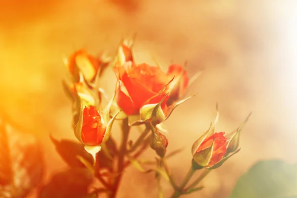 Schöne Rosen auf grünem Strauch — Stockfoto