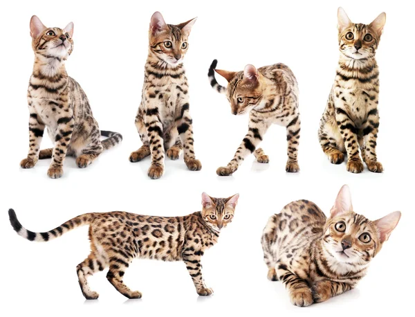 Beautiful Bengal kittens isolated — Stock Photo, Image