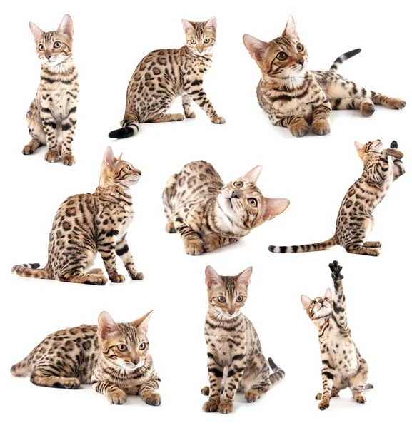 Beautiful Bengal kittens isolated — Stock Photo, Image