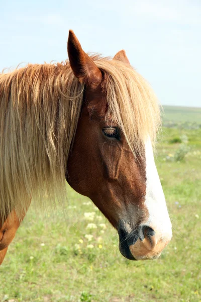 Häst som betar på ängen — Stockfoto