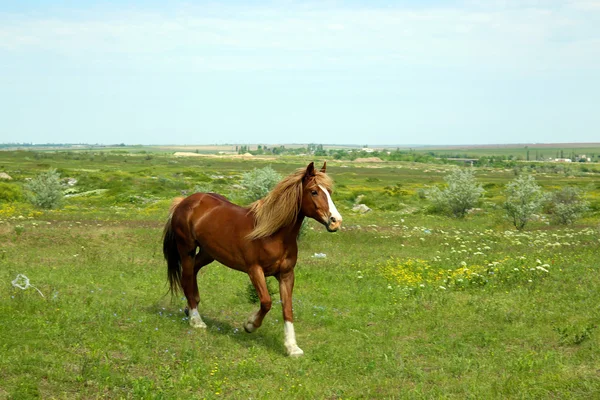 Pâturage de chevaux sur prairie — Photo