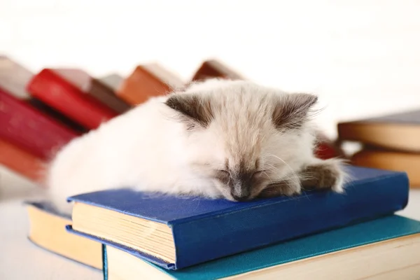 Carino piccolo gatto con libri — Foto Stock