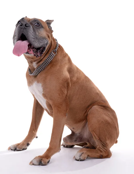 Bellissimo cane Boxer — Foto Stock