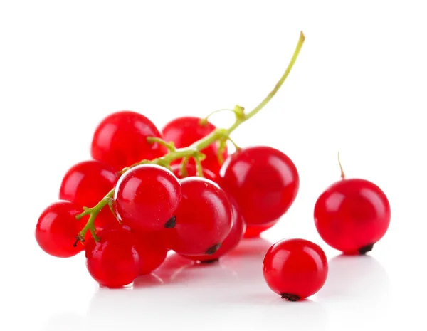 Branch dari red currant diisolasi dalam warna putih — Stok Foto