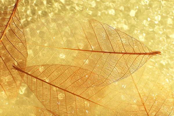 skeleton leaves background
