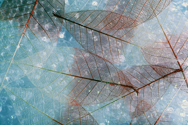 Scheletro foglie sfondo — Foto Stock