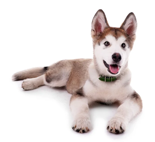 Cute Malamute puppy — Zdjęcie stockowe