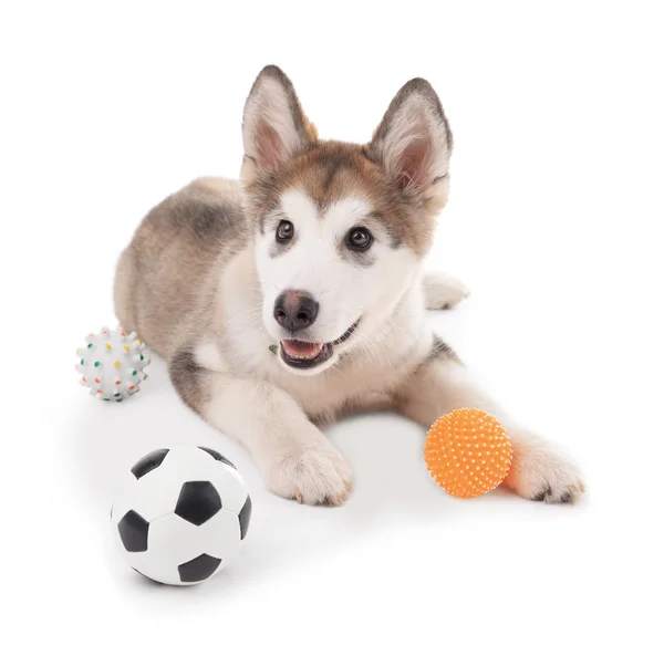 Bonito cachorrinho Malamute — Fotografia de Stock