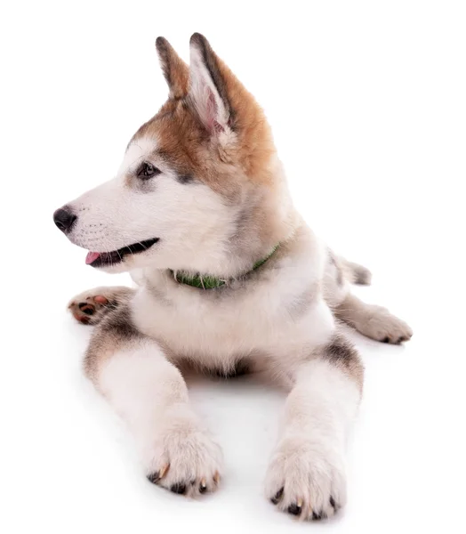 Cute Malamute puppy — Stock Photo, Image