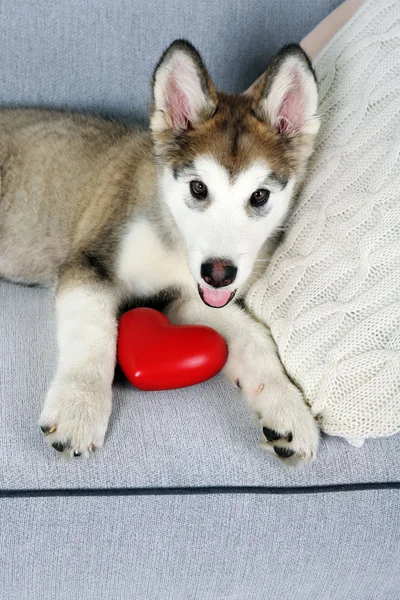 Schattige Malamute puppy — Stockfoto