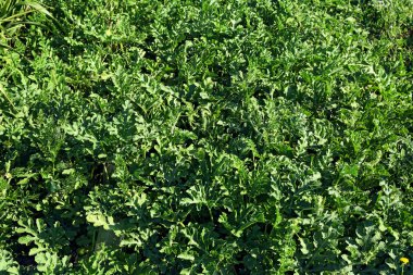 Plantation bahçede büyüyen Squash