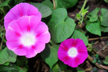 Morning glory Çiçek bahçesinde