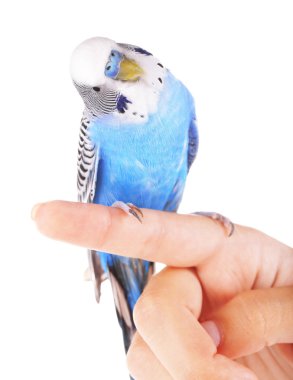 Muhabbet kuşu papağan yandan 