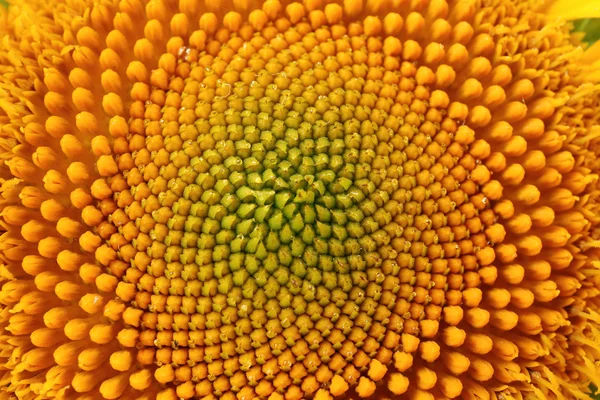 Красивий яскравий соняшник крупним планом — стокове фото