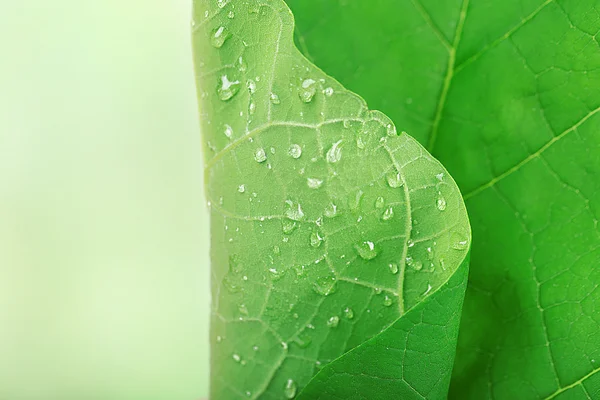 Fresh green leaf with drops on nature background — Stock Photo, Image