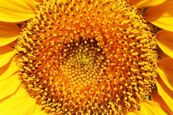 Sunflower seeds, closeup — Stock Photo, Image