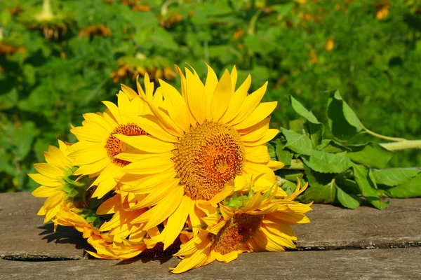 Beautiful sunflowers on wooden surface, closeup — Stock Photo, Image