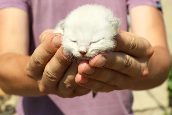 Nowo narodzony Kotek w męskie ręce — Zdjęcie stockowe