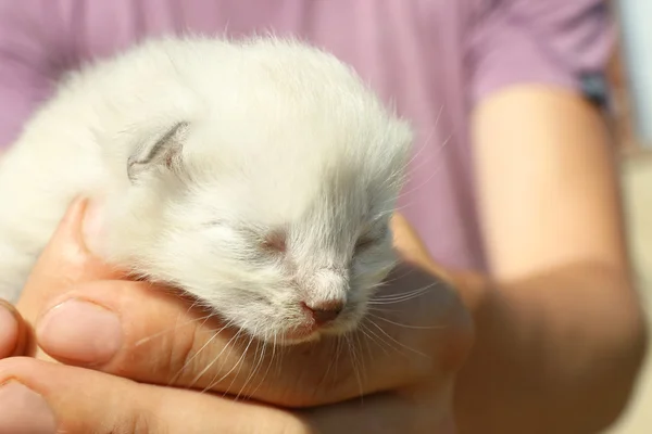 Chaton nouveau-né dans les mains des hommes — Photo