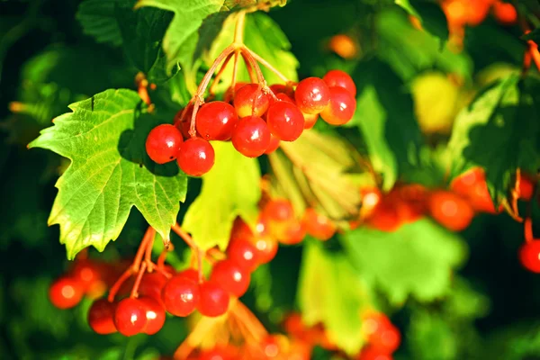 Zweig der Eberesche aus nächster Nähe — Stockfoto