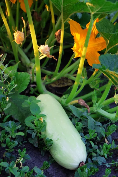 庭で新鮮な野菜の骨髄 — ストック写真