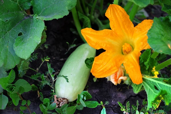 Verse groente merg in tuin — Stockfoto