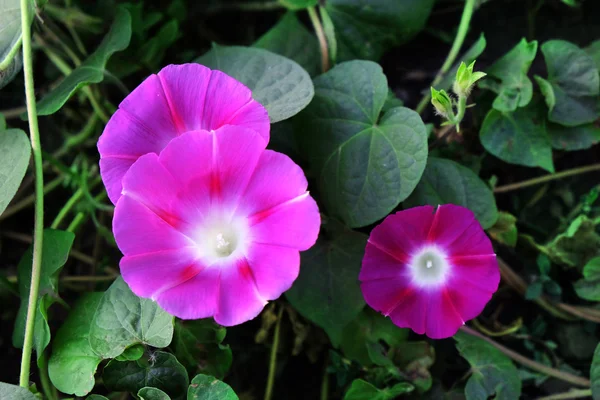 Manhã flores glória no jardim — Fotografia de Stock
